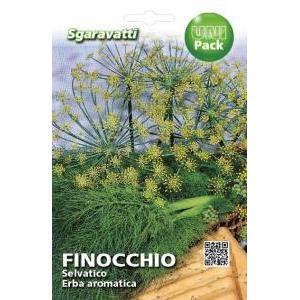 Finocchio selvatico erba aromatica