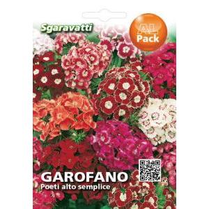 Garofano poeti alto semplice alpack