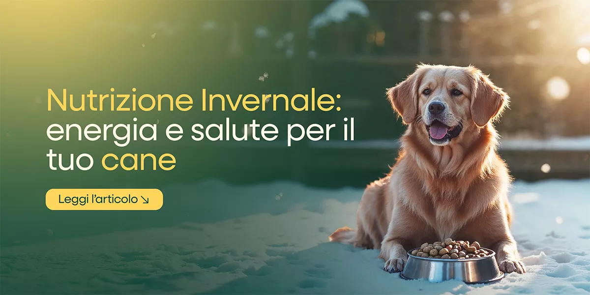 Mangime per cani in inverno: consigli e prodotti ad alta energia