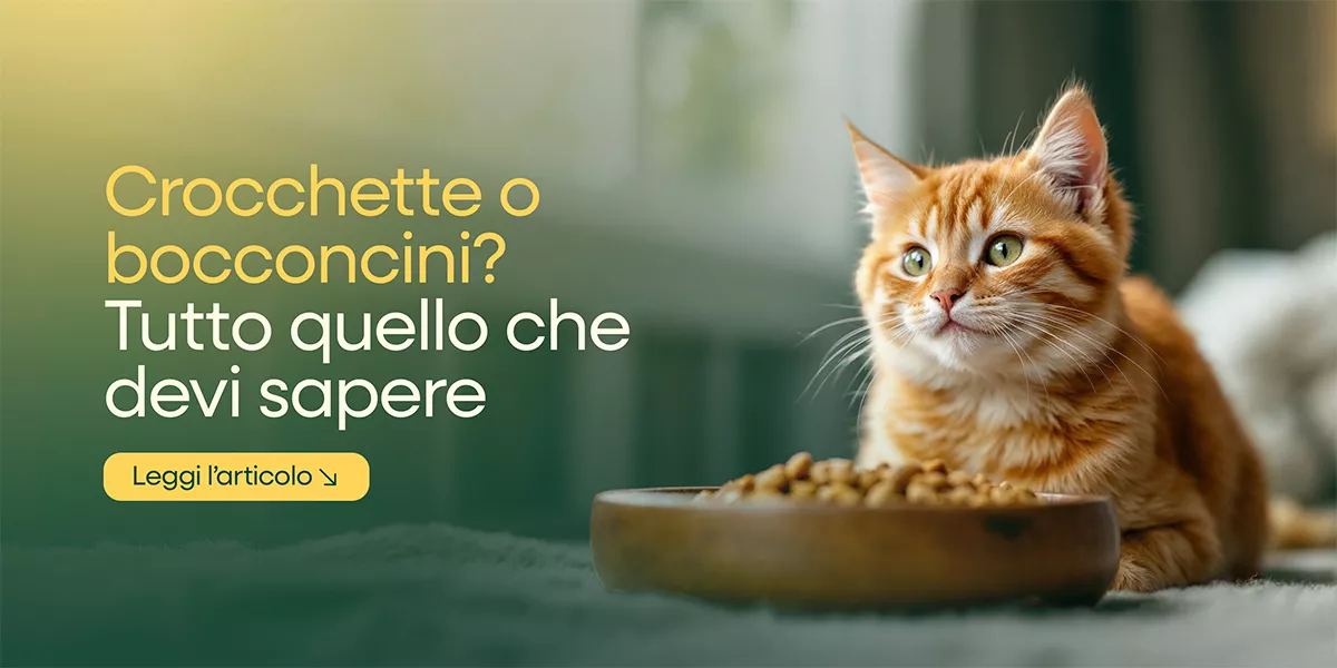 Cibo umido o secco per gatti? Guida completa alla scelta ideale