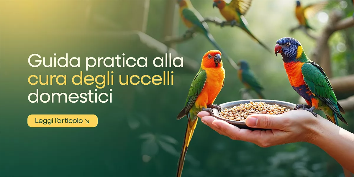 Mangimi e accessori per uccelli. Cura e benessere garantiti