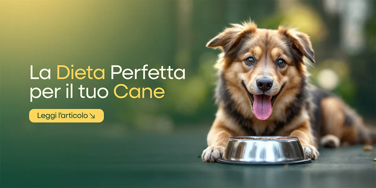 Alimentazione sana per cani: guida completa